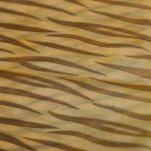 Printed PP nonwovens